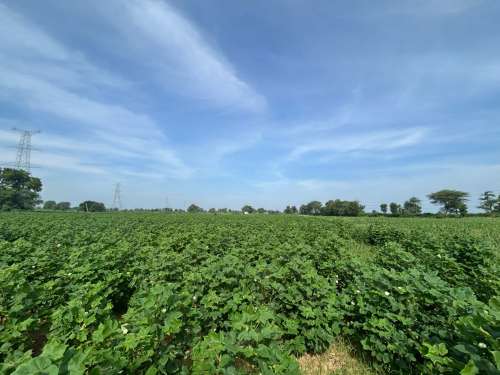 Agricultural Land for Sale